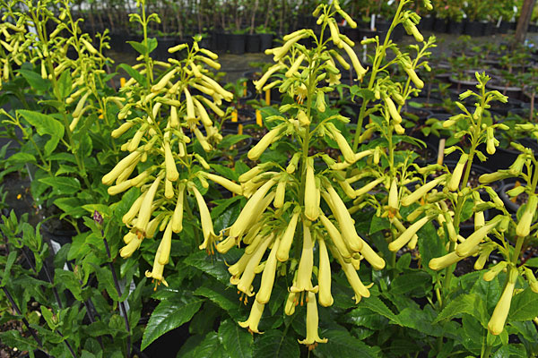 Moonraker Cape Fuchsia
